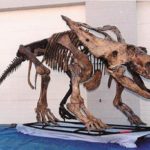 Chasmosaur Belli Skeleton