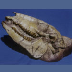 oliogocene-camel-skull-replica-RF010