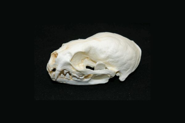 oriental small clawed otter skull