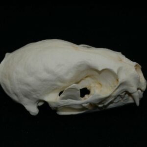 oriental small clawed otter skull replica up close CARB0966