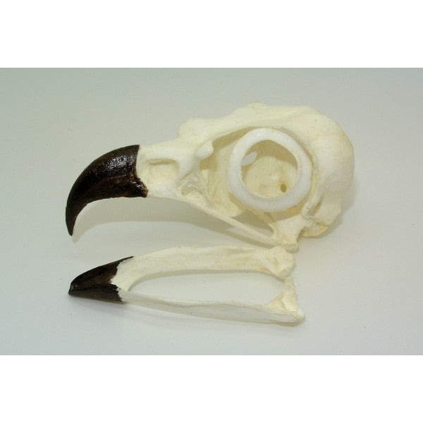 osprey bird skull replica -2-rs412