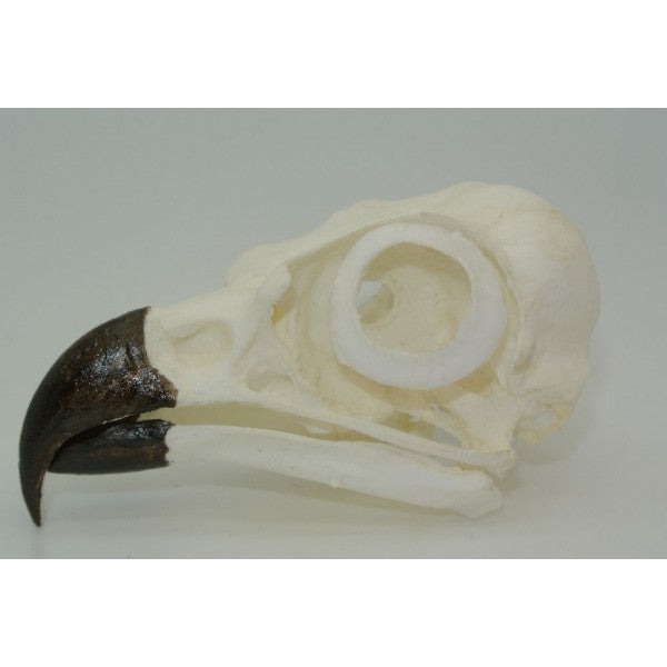 osprey bird skull replica rs412