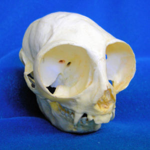 owl monkey skull replica