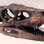 pIyCB-cyqfc-RXnHy-Herrerasaurus_dinosaur_skulls_replicas_models