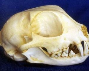 Pallas Cat Skull Replica