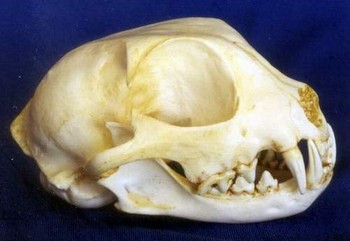Pallas Cat Skull Replica