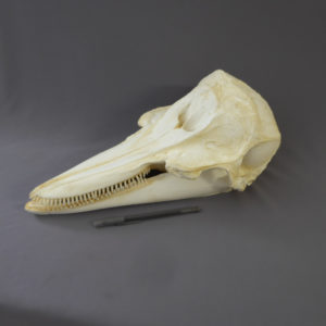 pacific white-sided dolphin skull