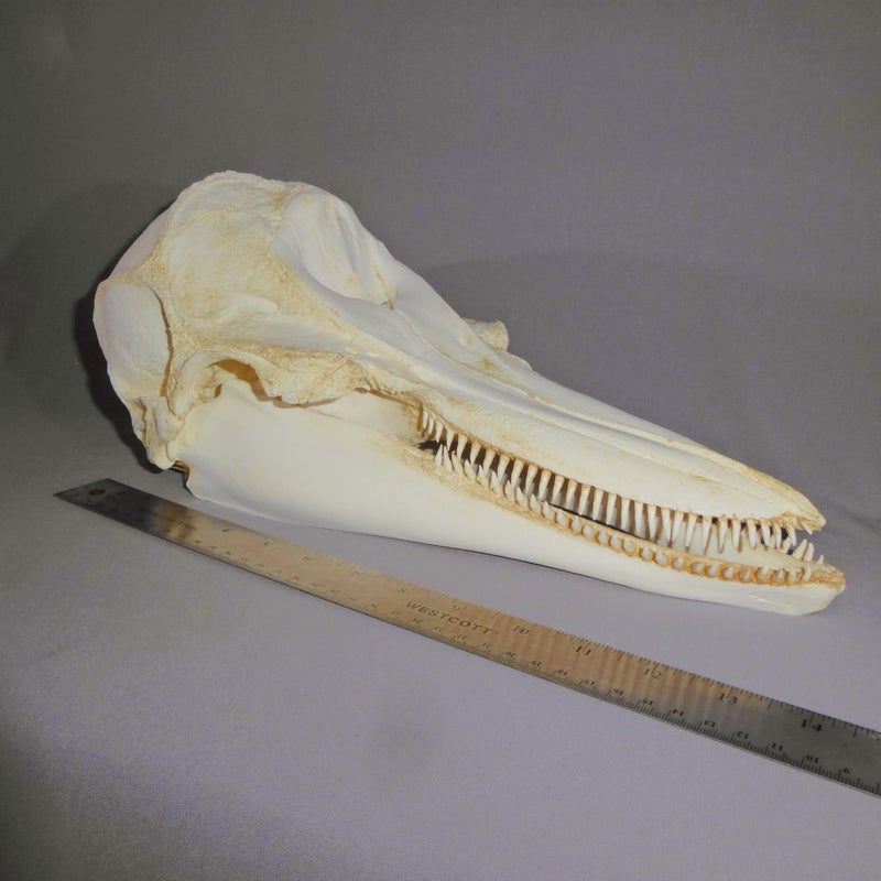pacific-white-sided-dolphin-skull-with-ruler-CA29935