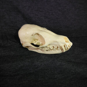 pale sand fox replica skull CADJL0041