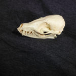 pale-fox-skull-replica-facing-left-CADJL0041