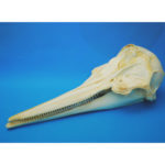stenella attenuata Dolphin Skull Replica CA23247