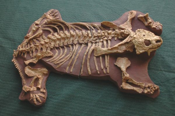 pareiasaurus adult skeleton replica