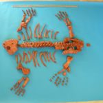 pareiasaurus-juvenile-disarticulated-skeleton-KPM002D