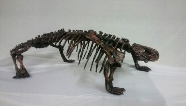 pareiasaurus juvenile mounted skeleton replica KPM002