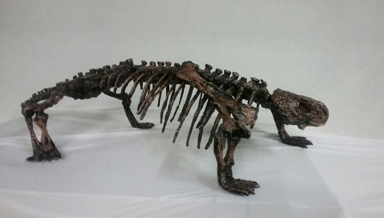 pareiasaurus-juvenile-mounted-skeleton-KPM002