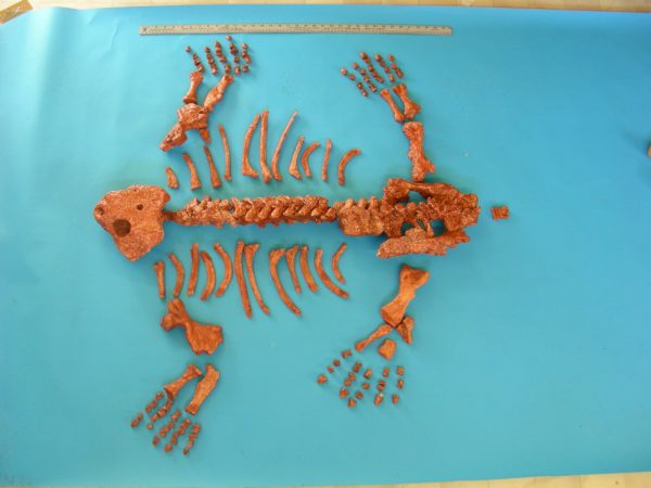 pareiasaurus juvenile mounted skeleton
