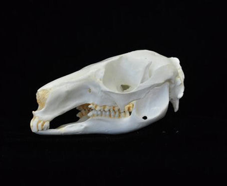 parma wallaby skull replica