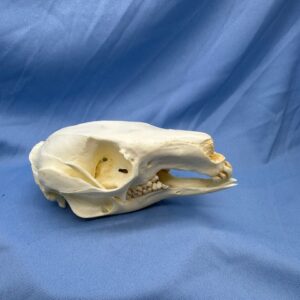 Parma wallaby skull replica facing right view is a museum-quality polyurethane resin cast of original specimen for osetology study.