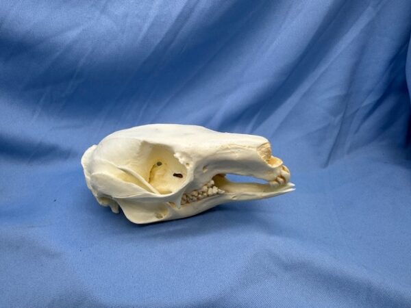 Parma wallaby skull replica facing right view is a museum-quality polyurethane resin cast of original specimen for osetology study.