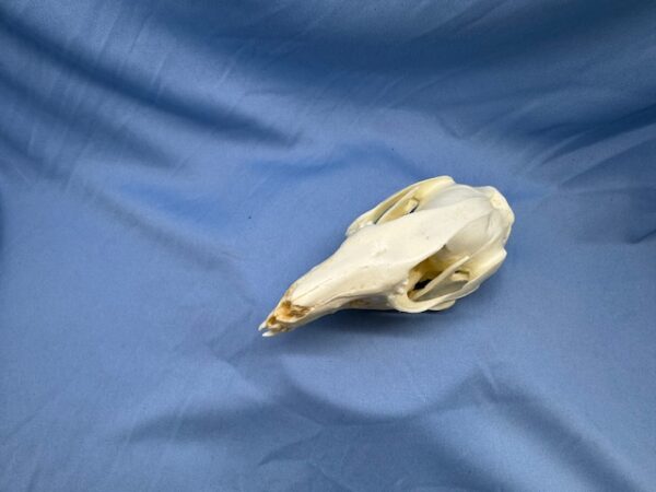Parma wallaby skull replica facing slighly left is a museum-quality polyurethane resin cast of original specimen for osteology study