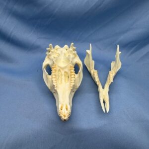 Parma wallaby skull replica with cranium and mandible open is a museum-quality polyurethane resin cast of original specimen for educational study.