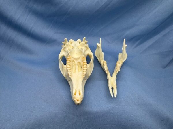 Parma wallaby skull replica with cranium and mandible open is a museum-quality polyurethane resin cast of original specimen for educational study.