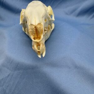 Parma wallaby skull replica showing nasel view is a museum-quality polyurethane resin cast of original specimen for mammalogy study.