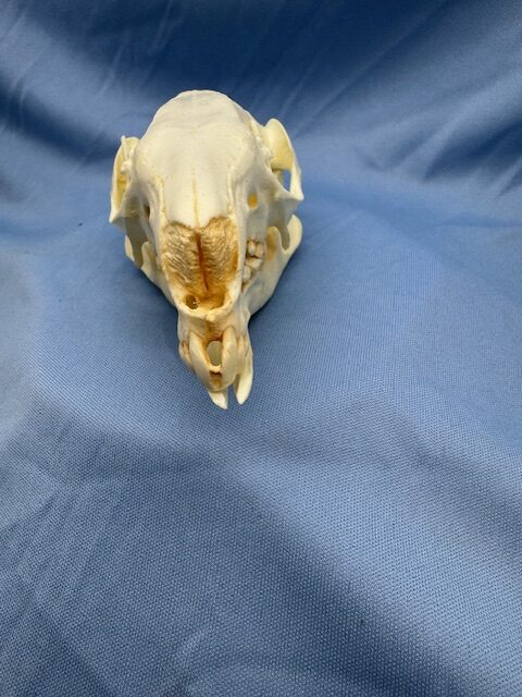 Parma wallaby skull replica showing nasel view is a museum-quality polyurethane resin cast of original specimen for mammalogy study.