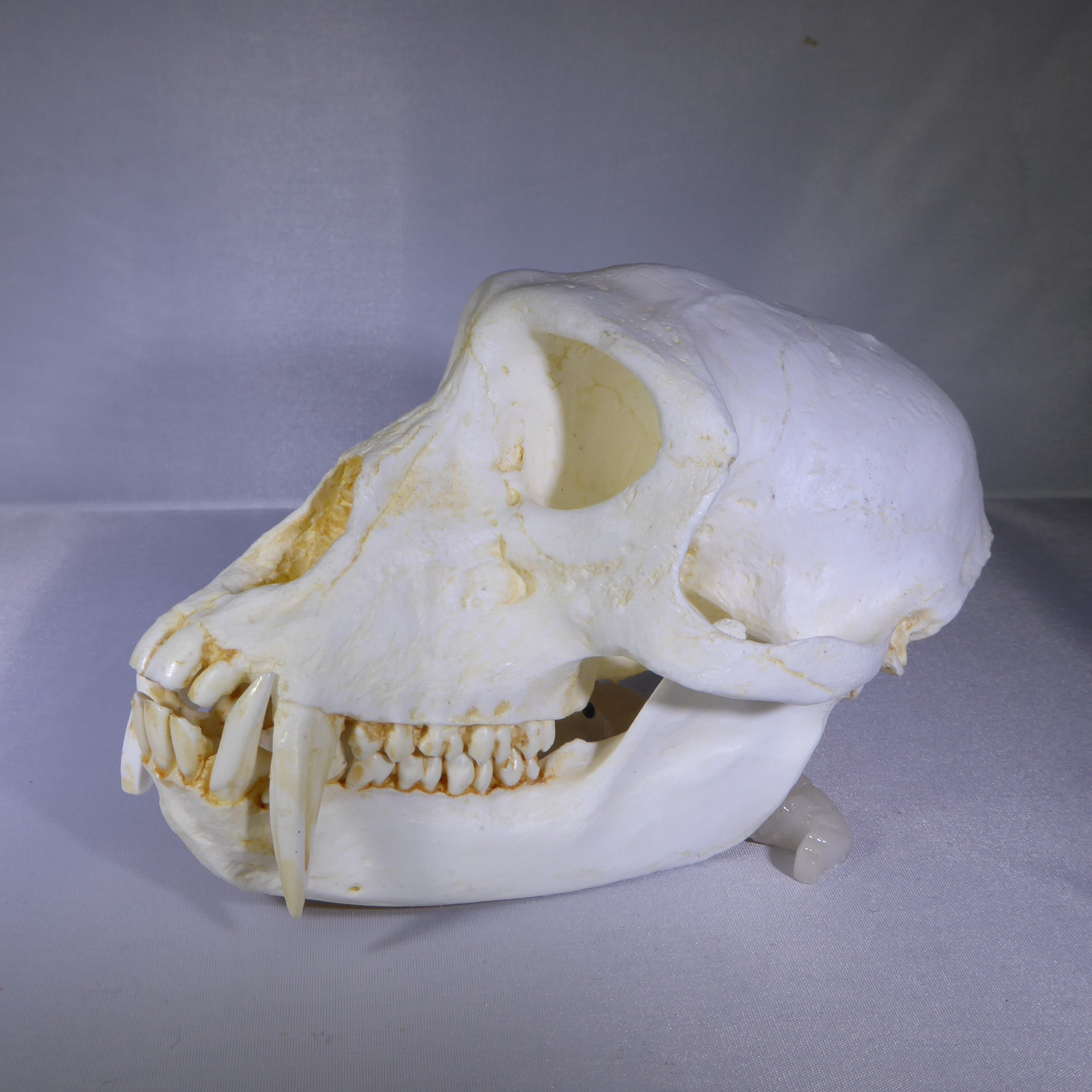 patas-male-monkey-skull-facing-left-CARB3597