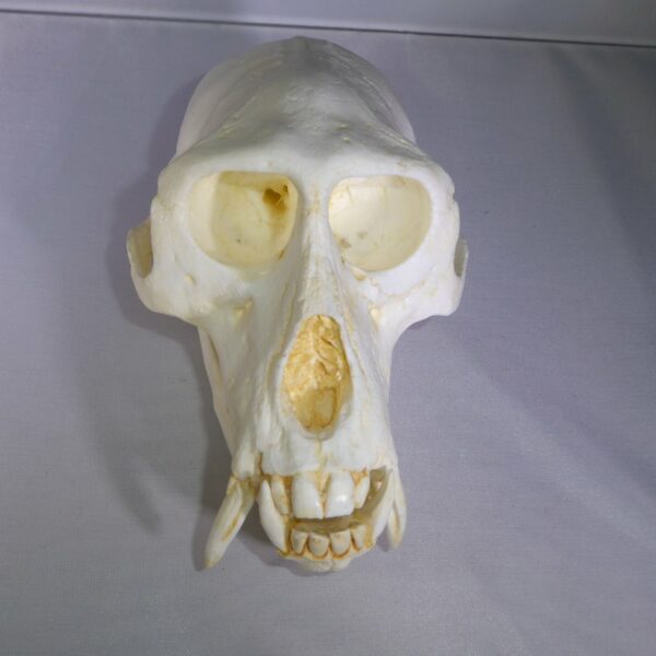 patas male monkey skull facing straight CRAB3597