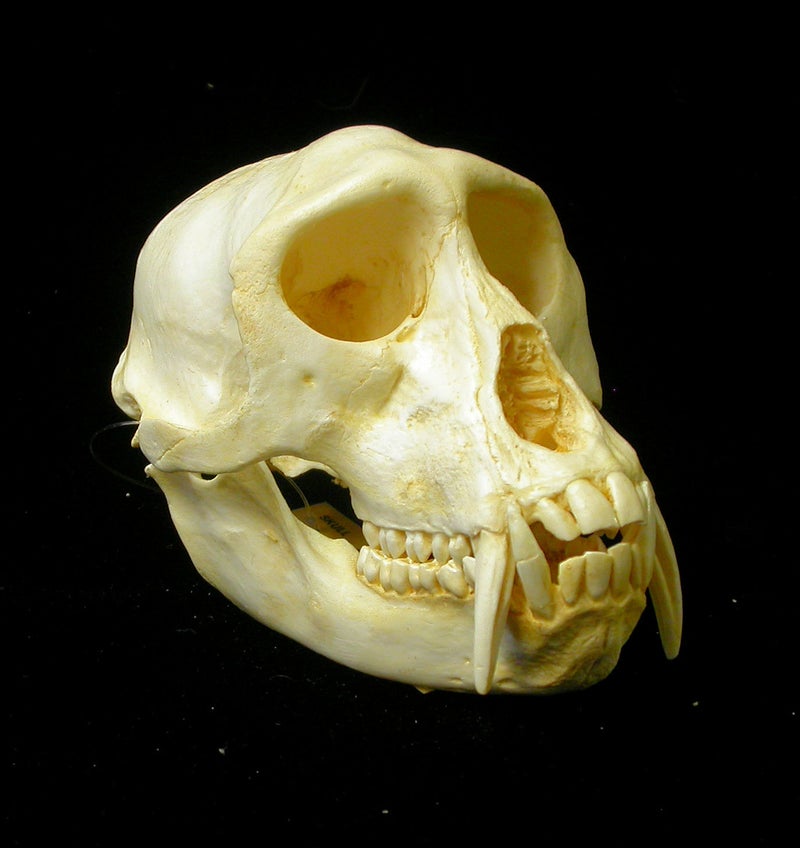 patas-male-monkey-skull-tinted-CARB3597