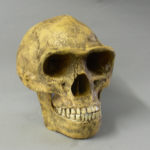 peking-man-skull-replica-H1JW6