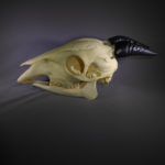 peters-duiker-skull-replica-RS479