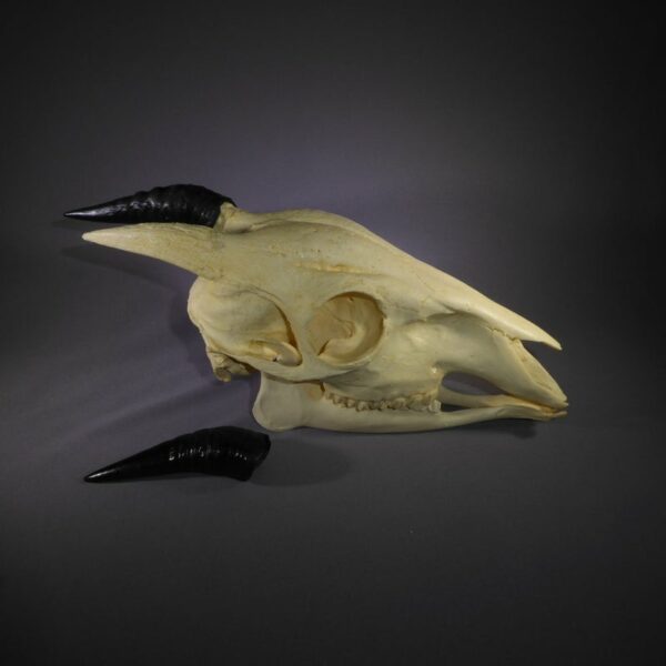 peters duiker skull replica facing right RS479