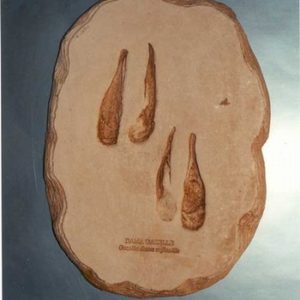 Dama Gazelle Footprint Cast Replica Models