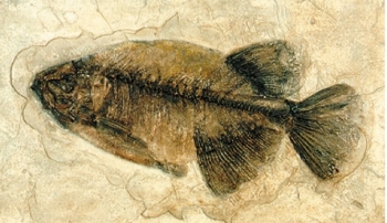 Phareodus testis Prehistoric Fish