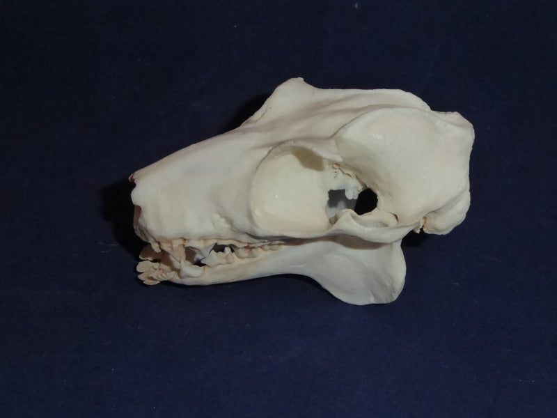 philippines-flying-lemur-skull-left-RS520