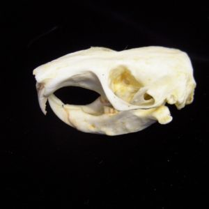 plains pocket gopher skull