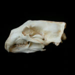 polar-bear-skull-replica-RS060