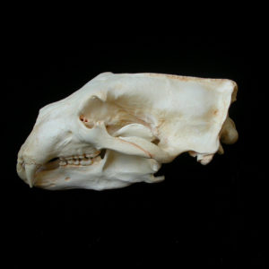polar bear skull replica