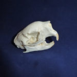 prehensile-tailed-porcupine-skull-CARB0841