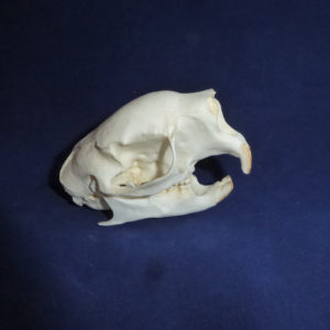 prehensile tailed porcupine skull