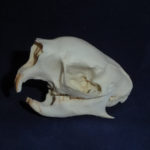 prehensile-tailed-porcupine-skull-facing-left-CARB0841