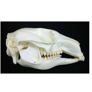 pretty faced wallaby skull