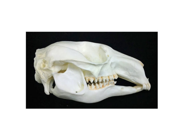 pretty faced wallaby skull