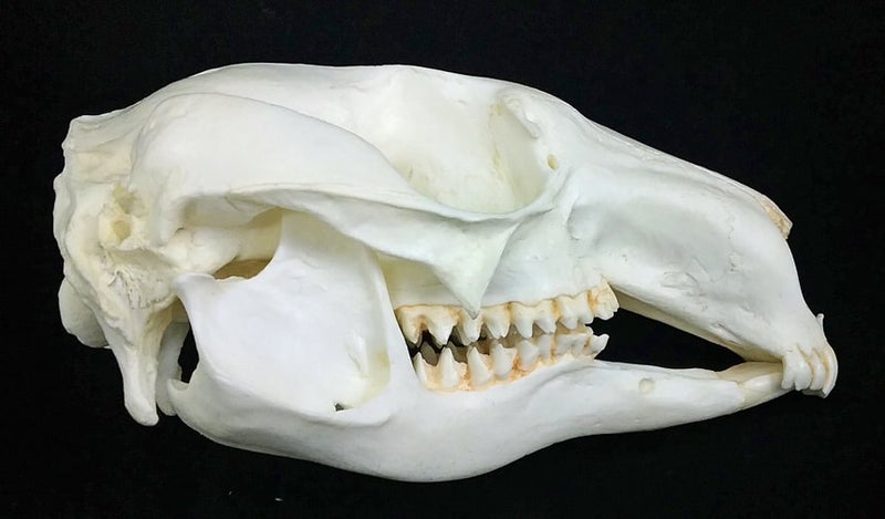 pretty-faced-wallaby-skull-close-up-RS510