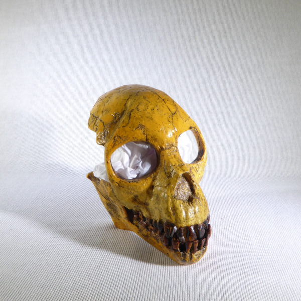 proconsul skull replica