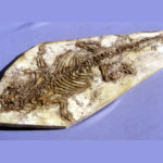 psittacosaurus-dinosaur-skeleton-plaque-RF014
