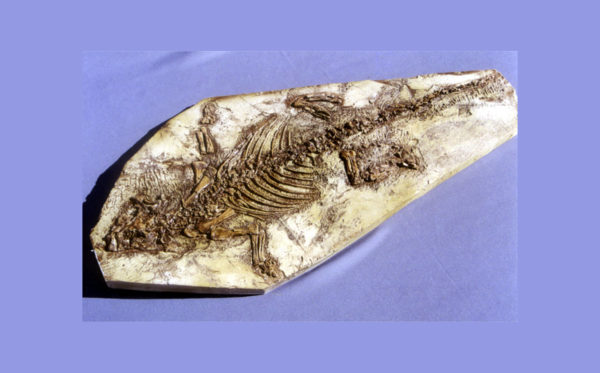 psittacosaurus dinosaur skeleton