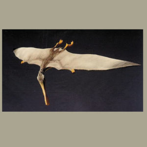 pterosaur diving model